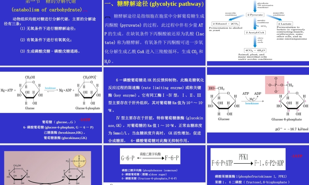 06第六章 糖代谢.ppt