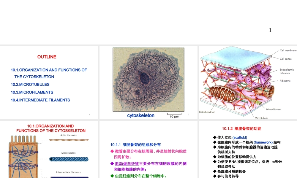 Ru-第10章 细胞骨架 20161115.ppt