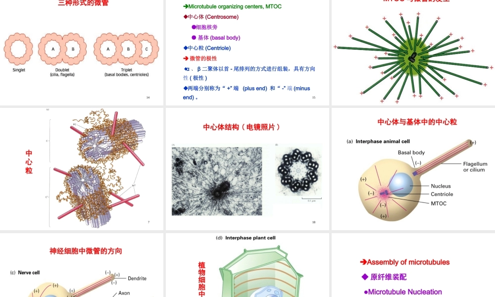 Ru-第10章 细胞骨架 20161115.ppt