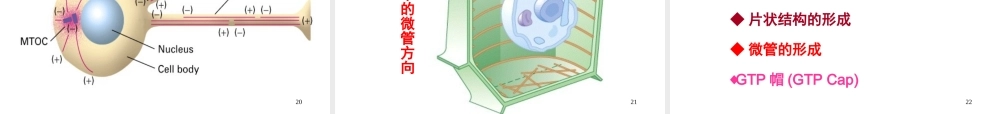 Ru-第10章 细胞骨架 20161115.ppt