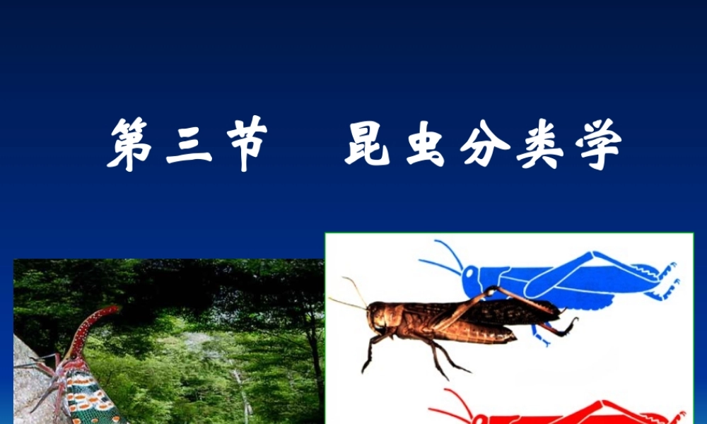 昆虫分类学(2014.9).ppt