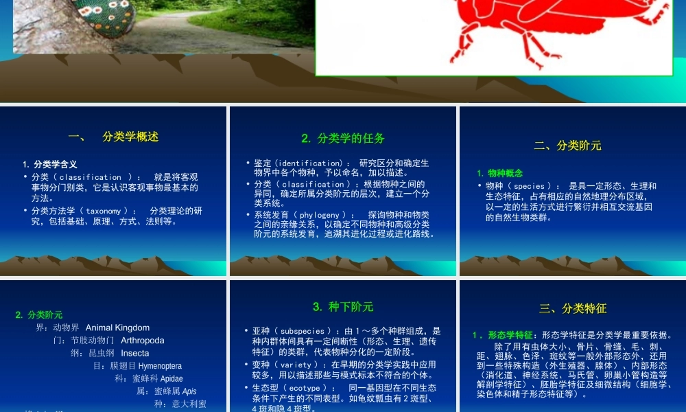 昆虫分类学(2014.9).ppt