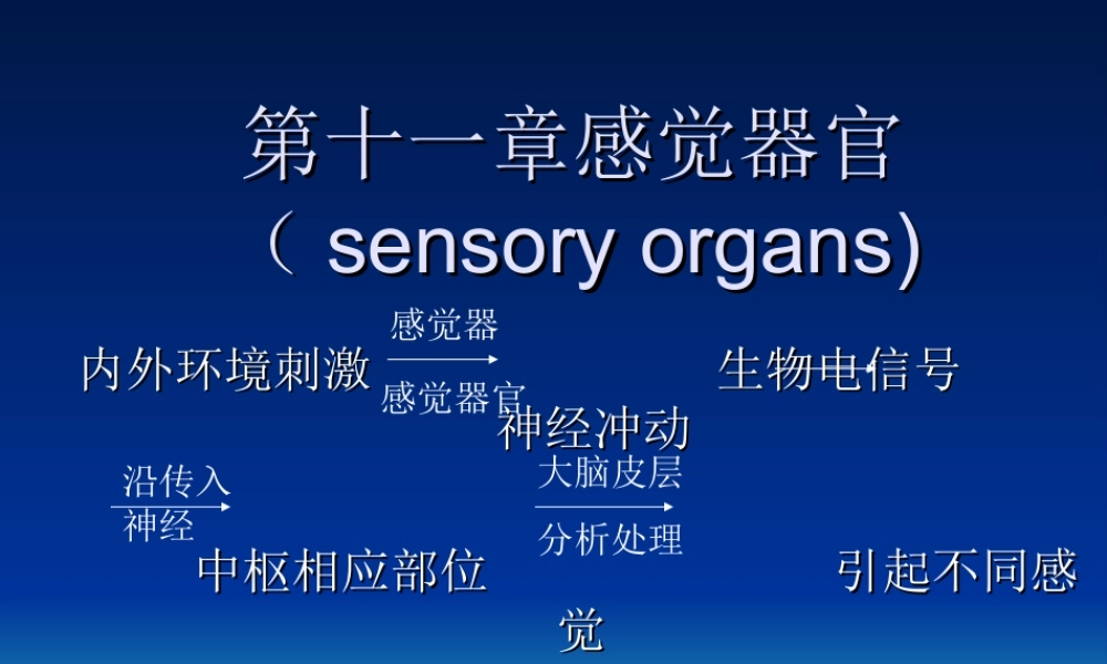 第十一章感觉器官(1).ppt