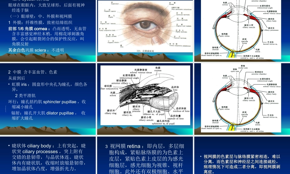 第十一章感觉器官(1).ppt