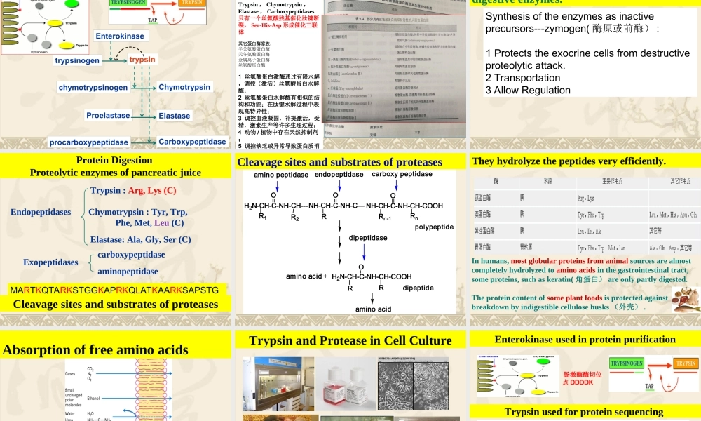 201712192126 1 2蛋白质降解及氨基酸分解代谢 Simplified(1)(1).ppt