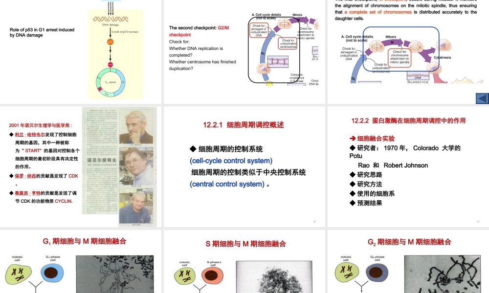 ru-第12章 细胞周期与细胞分裂 20161206(1).ppt