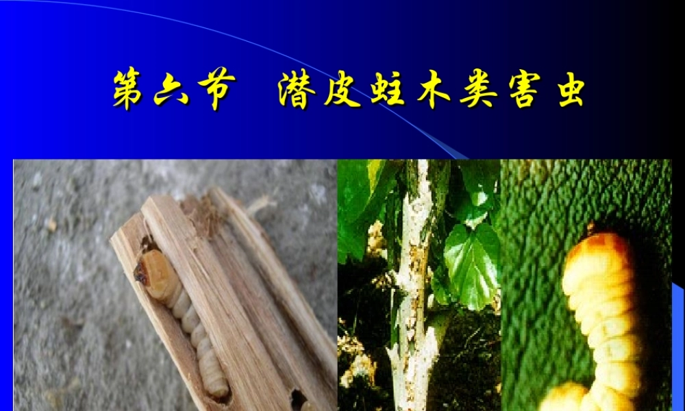 第三章 果树害虫(6-8节).ppt