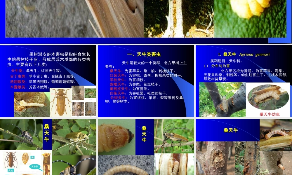 第三章 果树害虫(6-8节).ppt