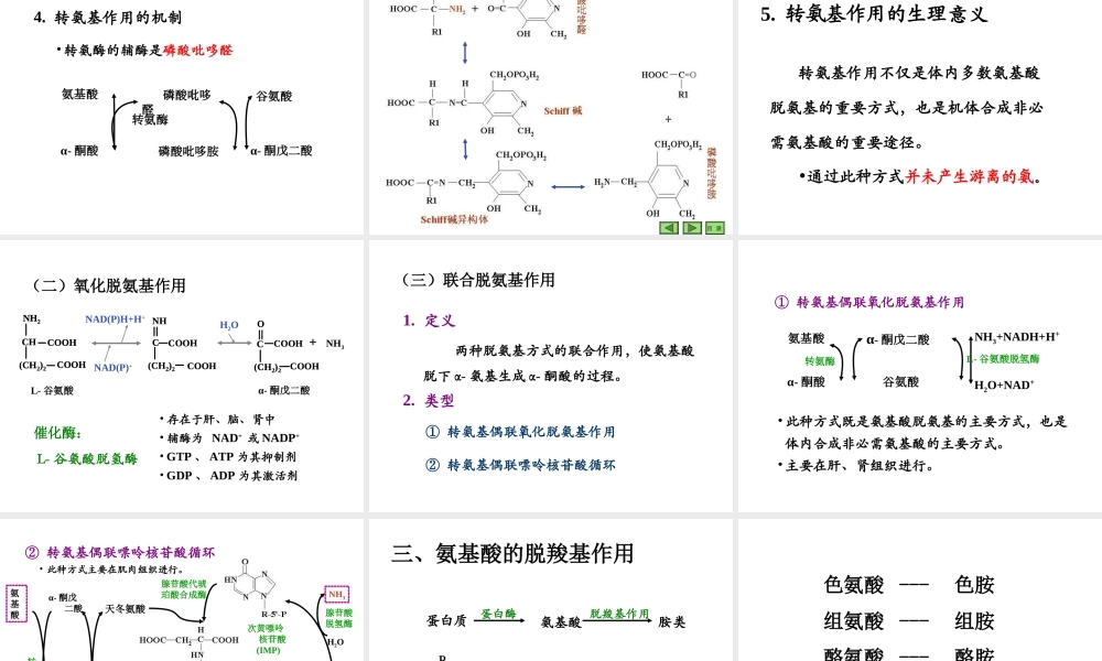 08第八章 氨基酸代谢.ppt