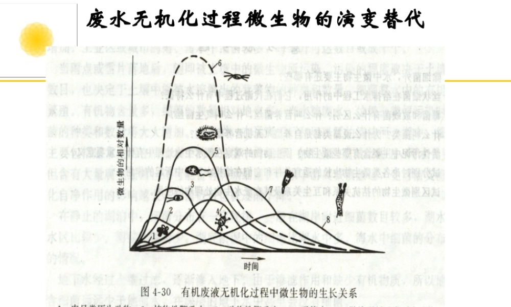 病毒的形态与构造2.PPT