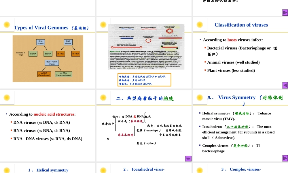 病毒的形态与构造2.PPT
