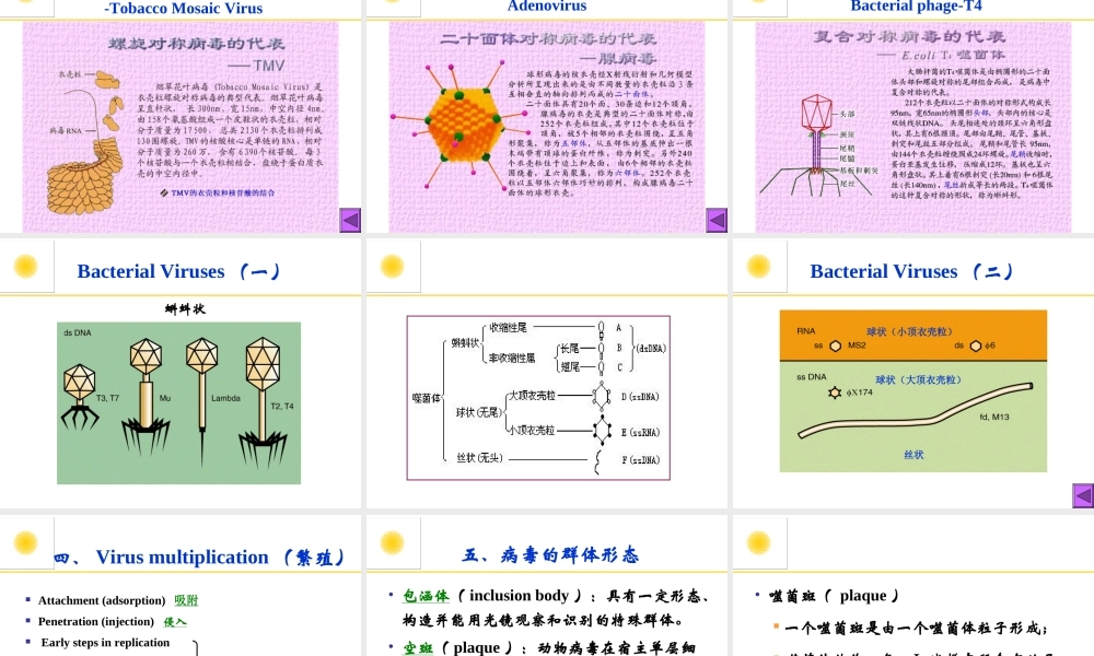 病毒的形态与构造2.PPT