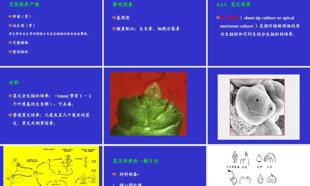 植物组织培养(4)(1).ppt
