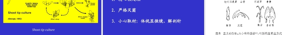 植物组织培养(4)(1).ppt