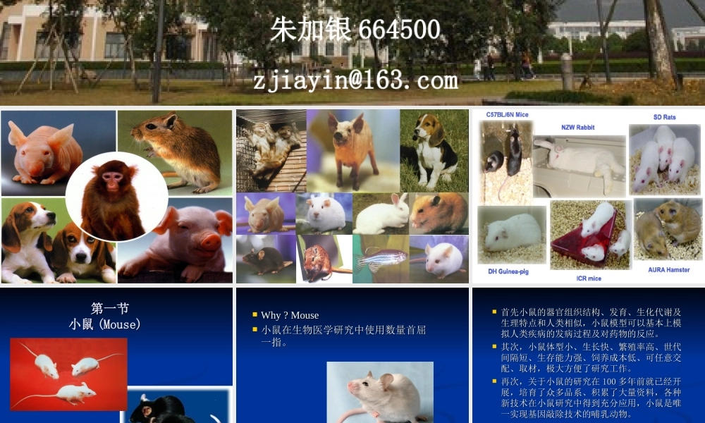 2013常用实验动物特点及应用(1).ppt