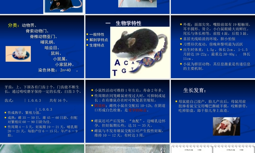 2013常用实验动物特点及应用(1).ppt