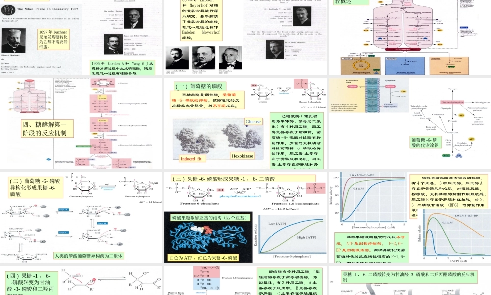 9糖代谢1.ppt
