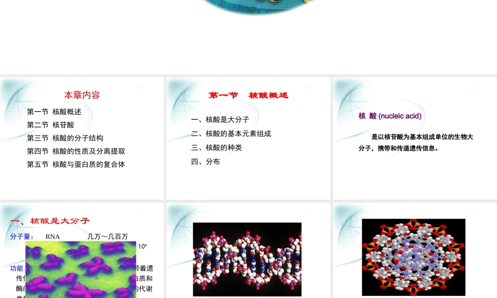第一章核酸化学.ppt