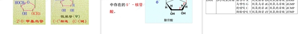 第一章核酸化学.ppt