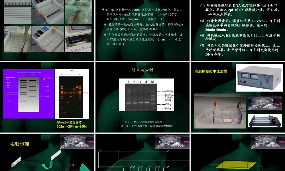 第五章章 基因工程基本技术.ppt