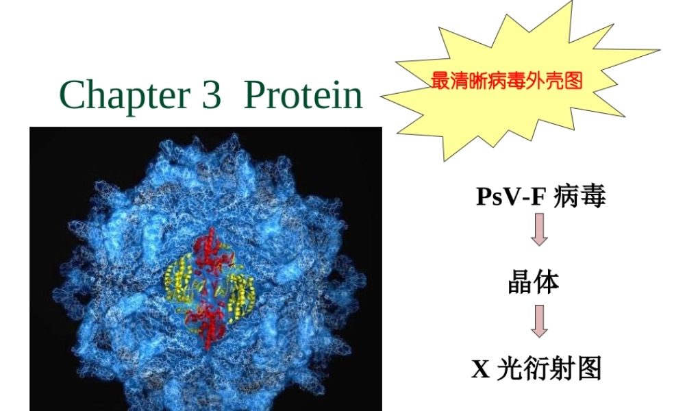 3protein(1)蛋白质.ppt