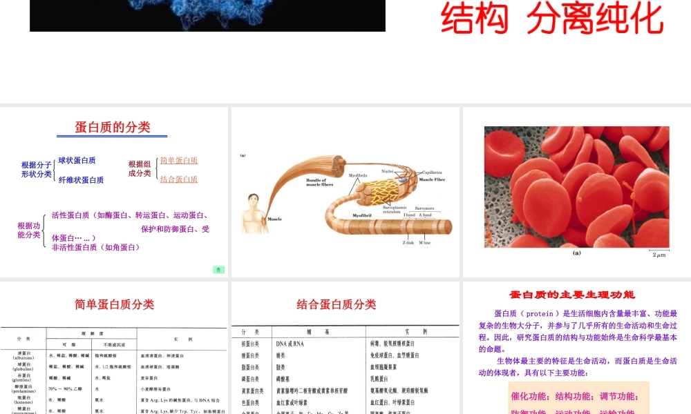 3protein(1)蛋白质.ppt