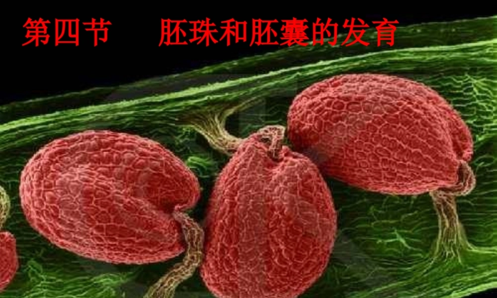 8-flower-3 胚珠-开花.ppt