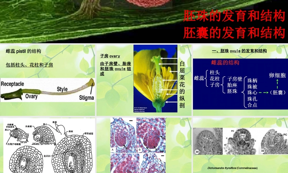 8-flower-3 胚珠-开花.ppt