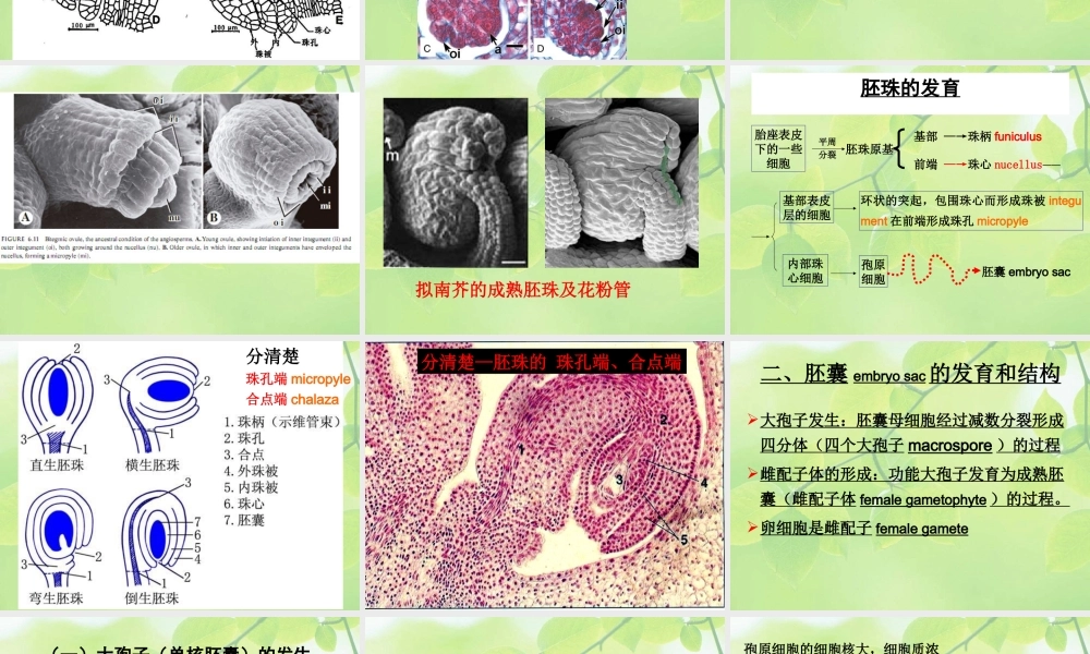 8-flower-3 胚珠-开花.ppt