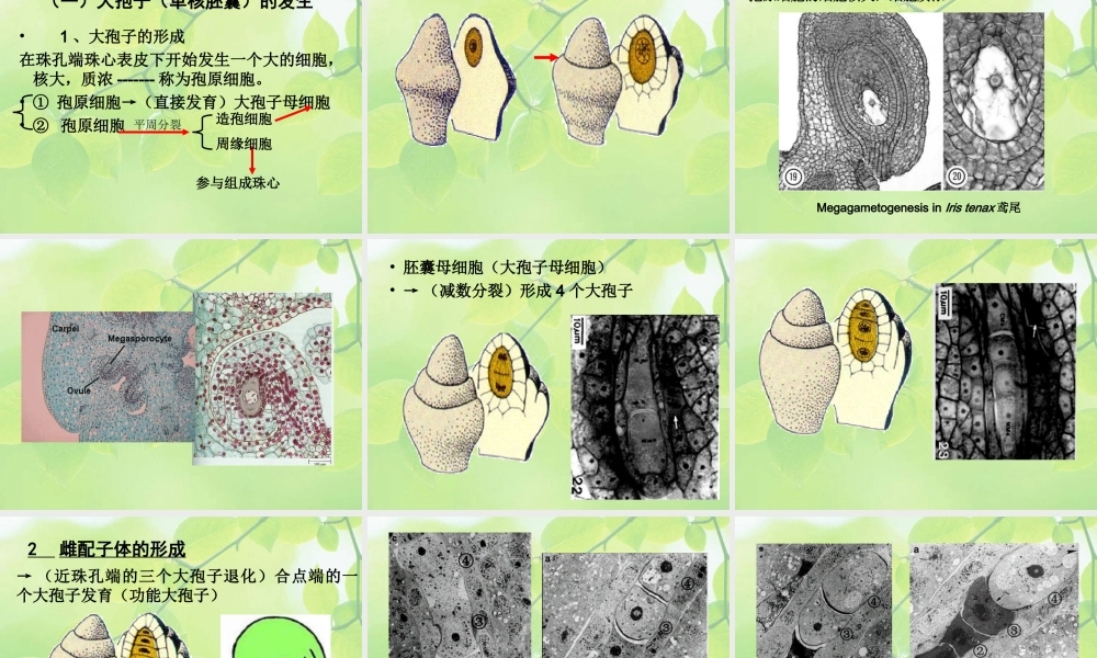 8-flower-3 胚珠-开花.ppt