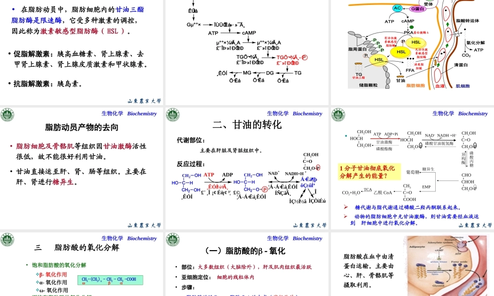 Chapter 7 脂类代谢.ppt