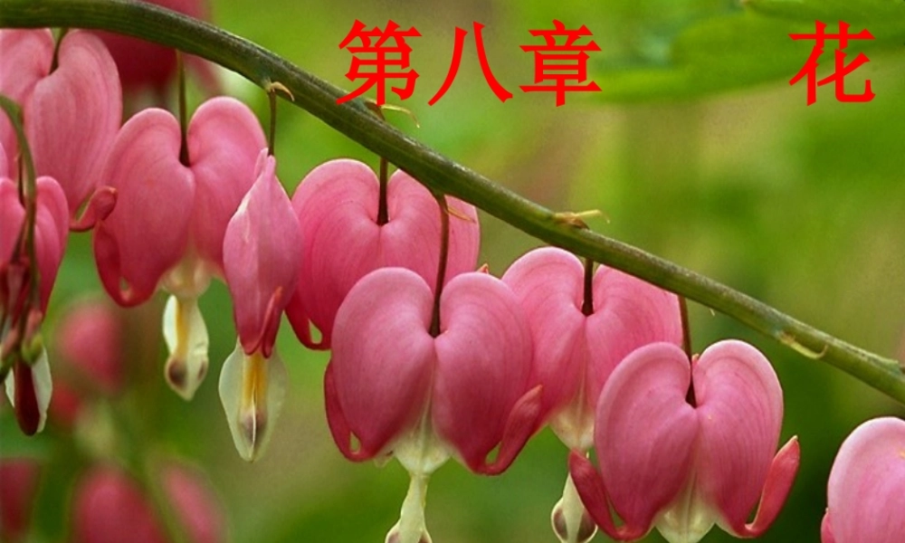 8-flower-1 花.ppt