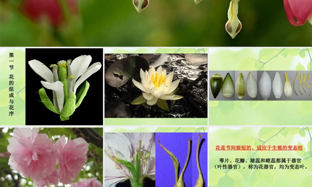8-flower-1 花.ppt