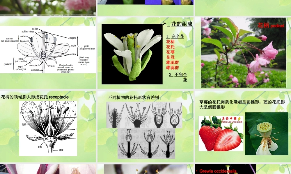 8-flower-1 花.ppt