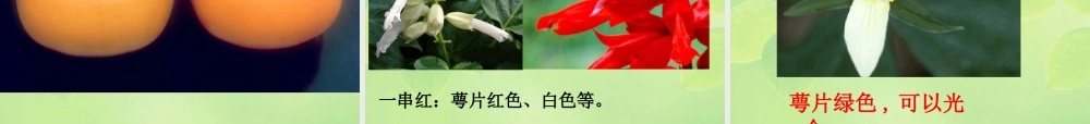 8-flower-1 花.ppt