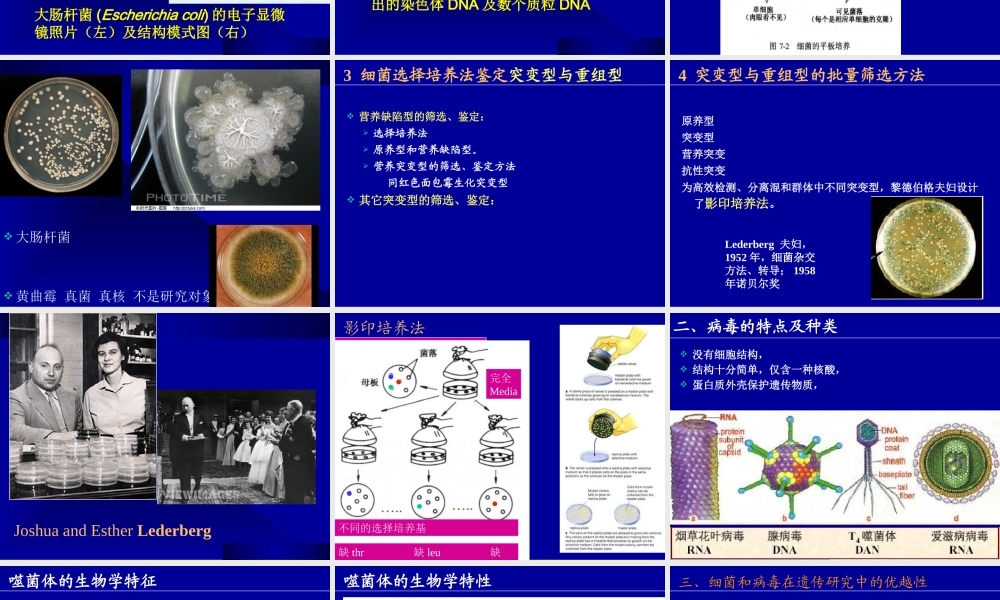 10课件缩略第十章细菌和病毒2015Genet.ppt