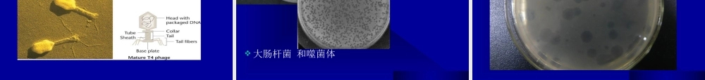 10课件缩略第十章细菌和病毒2015Genet.ppt