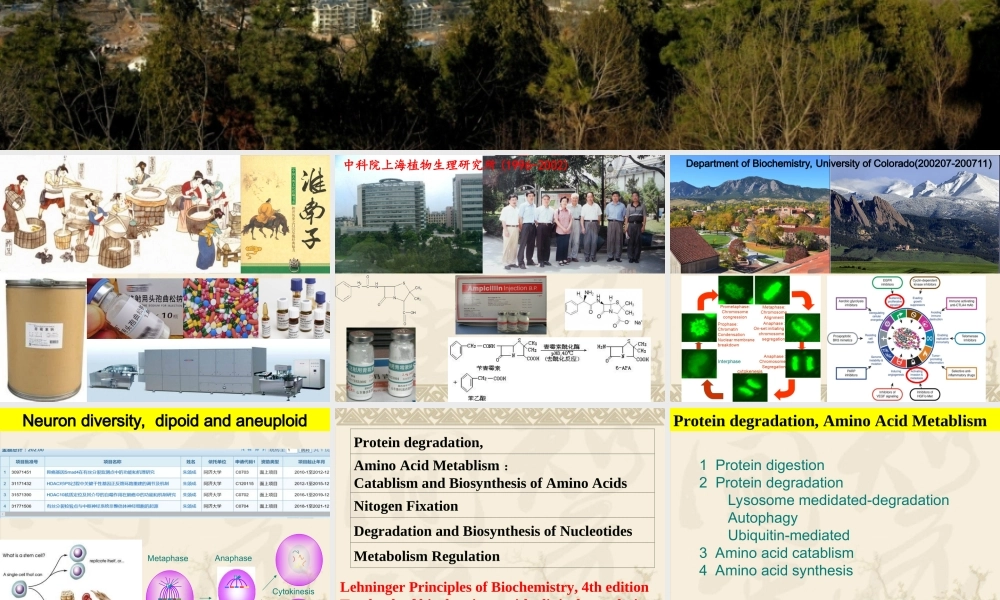201712192126 1 2蛋白质降解及氨基酸分解代谢 Simplified(1).ppt