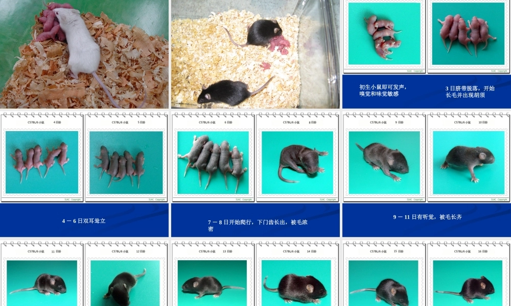 常用实验动物特点及应用(1).ppt