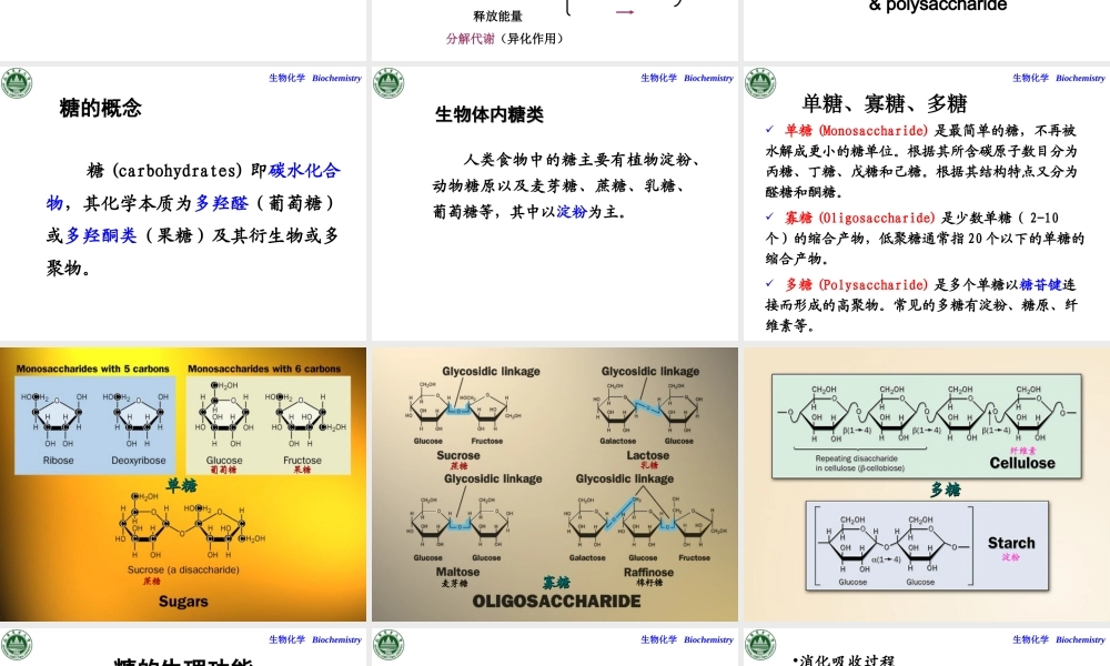 第五章糖代谢.ppt