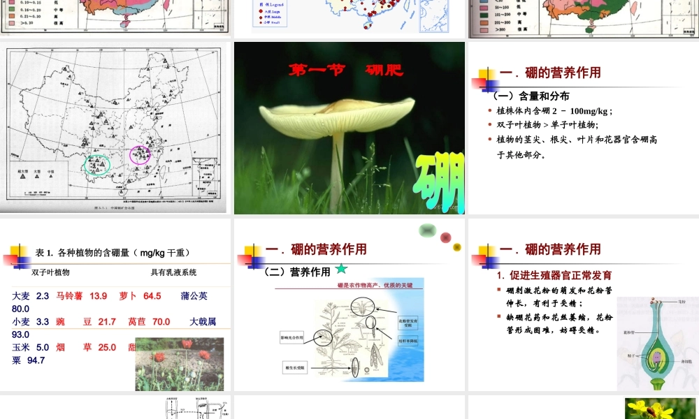 第11章 微量元素肥-硼锌.ppt