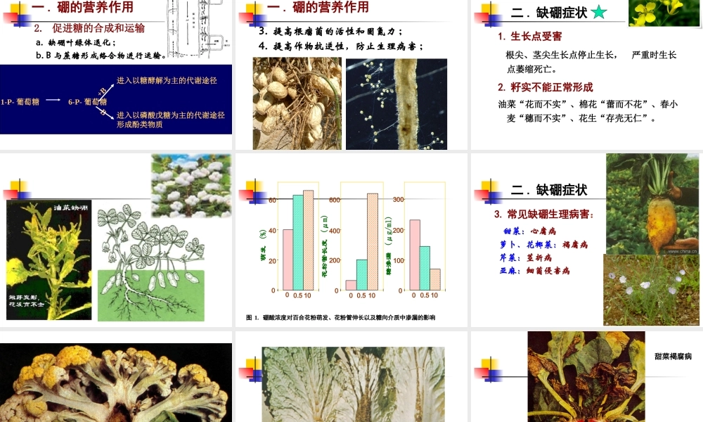 第11章 微量元素肥-硼锌.ppt
