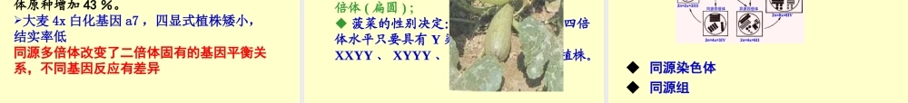 7课件第七章2013Genetics数目变异.ppt