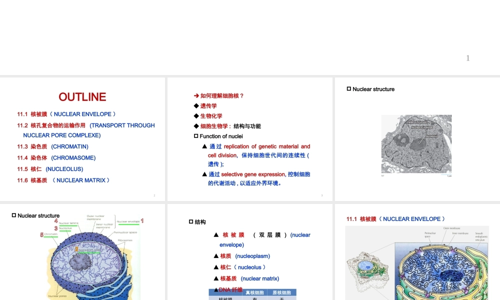 ru-第11章 细胞核与染色体 20171019(1).ppt