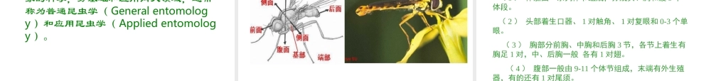 园艺昆虫学（昆虫学通论）.ppt