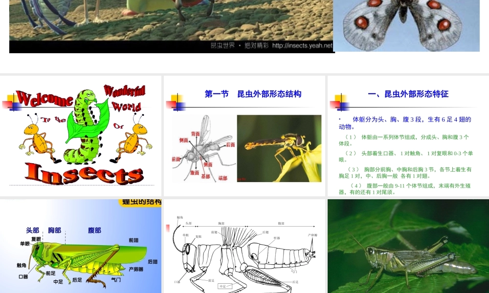 第一章 昆虫学通论(00).ppt