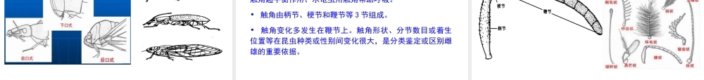 第一章 昆虫学通论(00).ppt