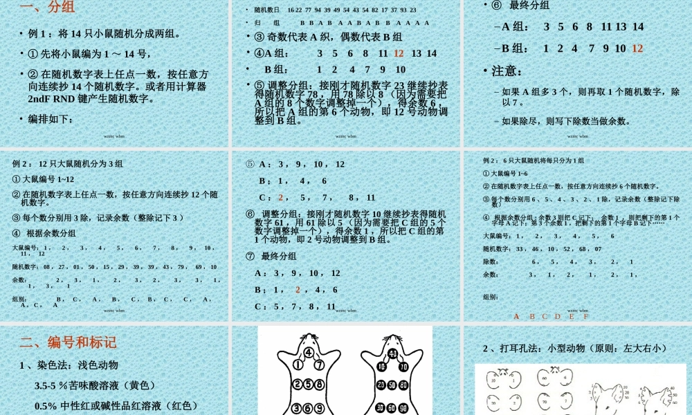 实验动物基本操作-WBM20091218 - 复件(1).ppt