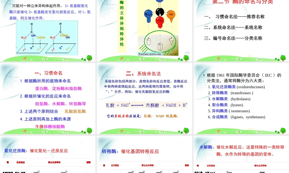 第三章 酶1.ppt