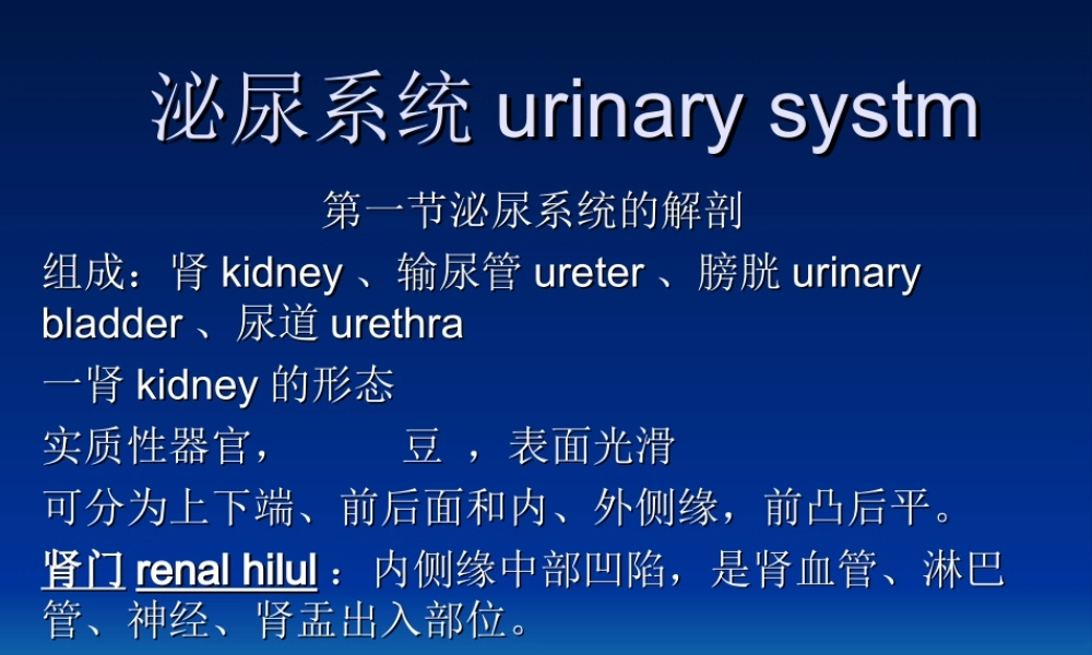 泌尿系统(1)(1).ppt